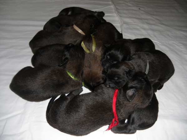 Welpen am 08.07.2012