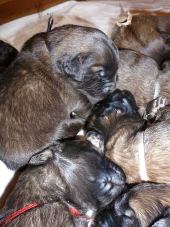 Welpen am 15.07.2012
