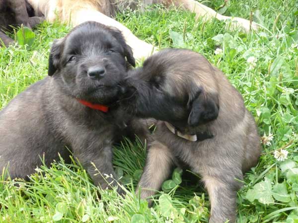 Welpen am 29.07.2012