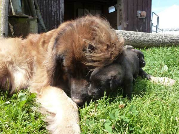 Welpen am 29.07.2012