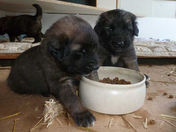 Welpen am 29.07.2012