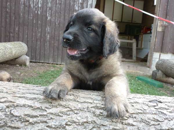 Welpen am 21.08.2012